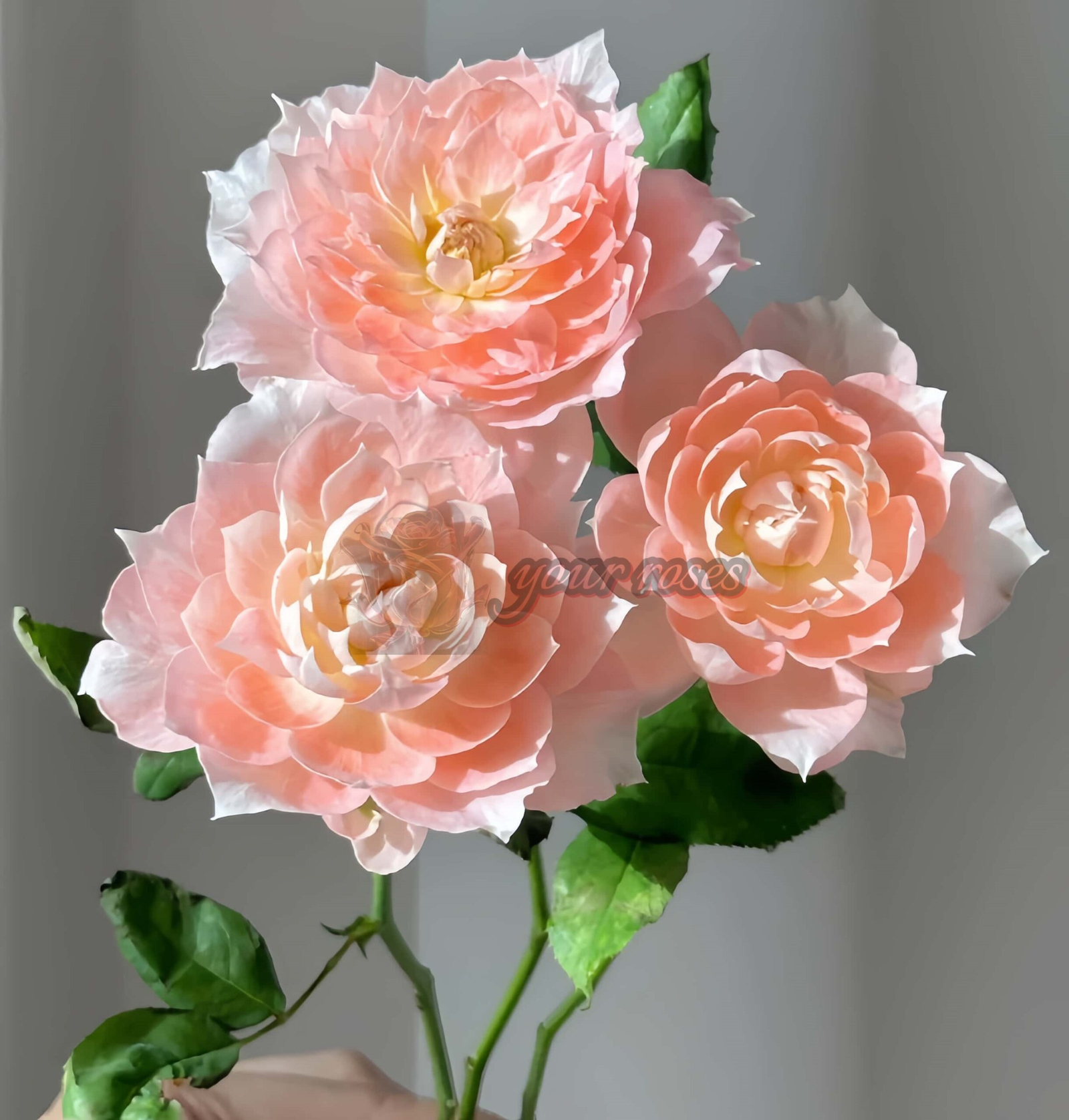 La Chance D'amour Rose丨Your roses