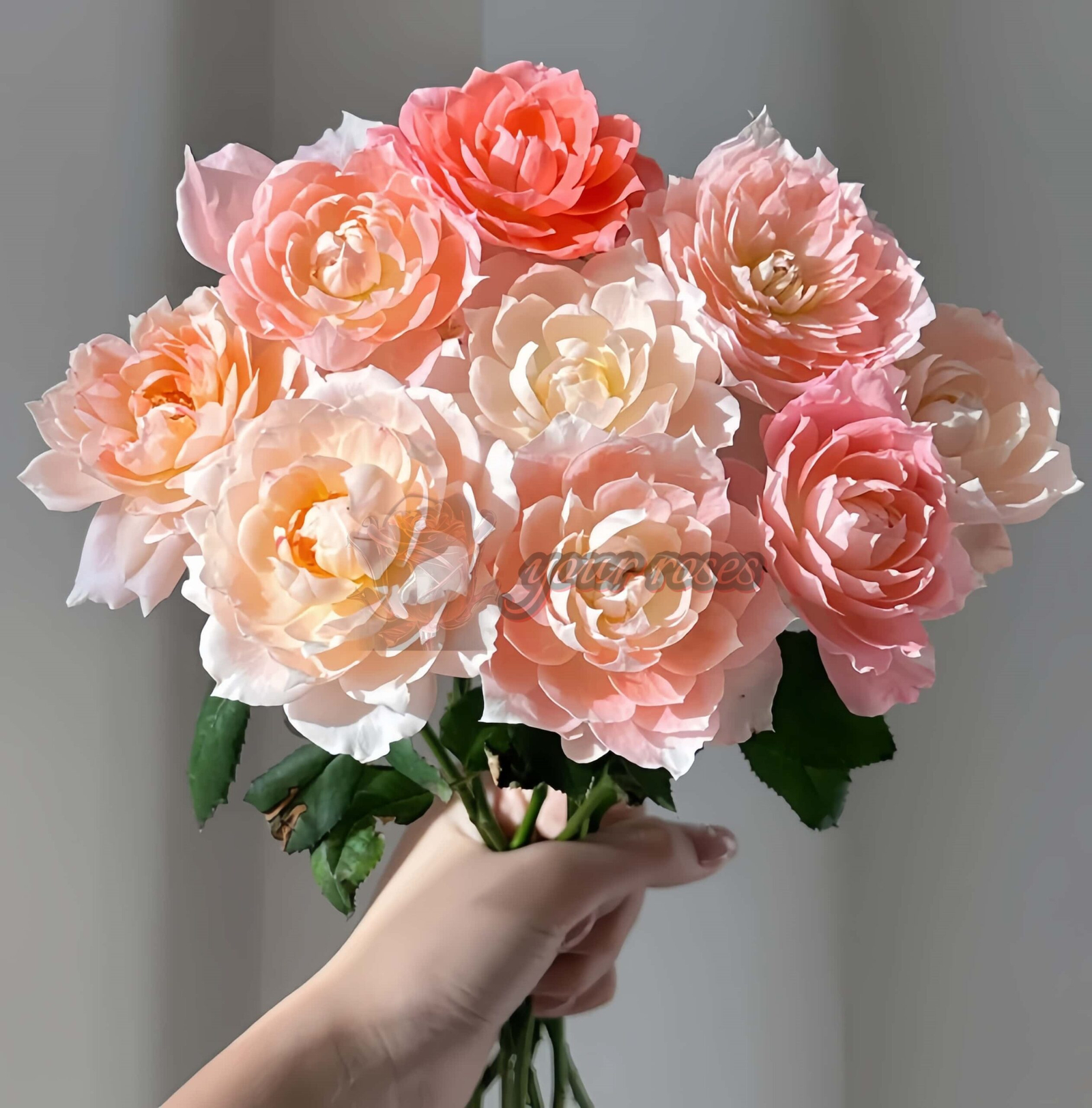 La Chance D'amour Rose for sale丨Your roses