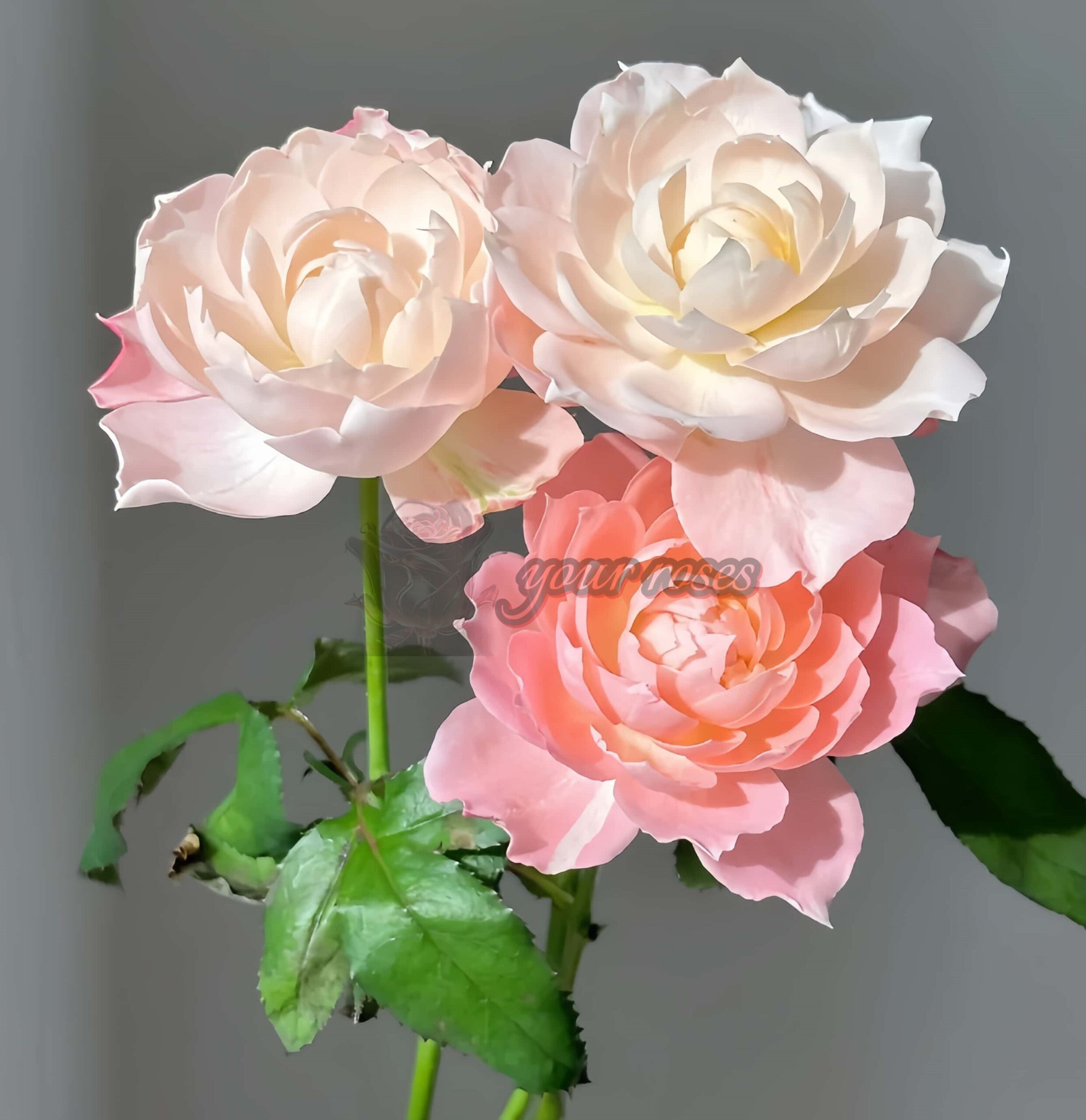 La Chance D'amour Rose丨Your roses