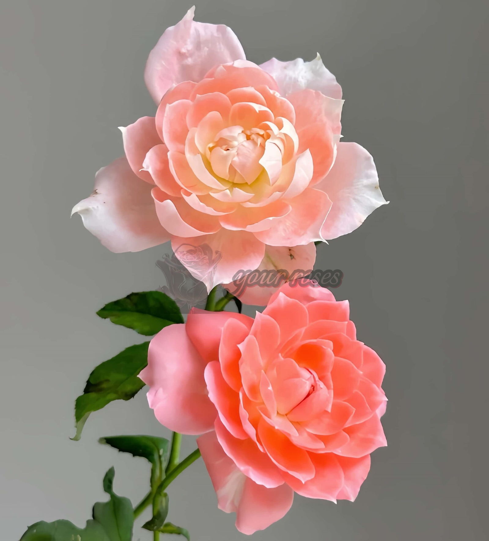 La Chance D'amour Rose plant丨Your roses