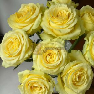 Langmanshatan Rose丨Your roses