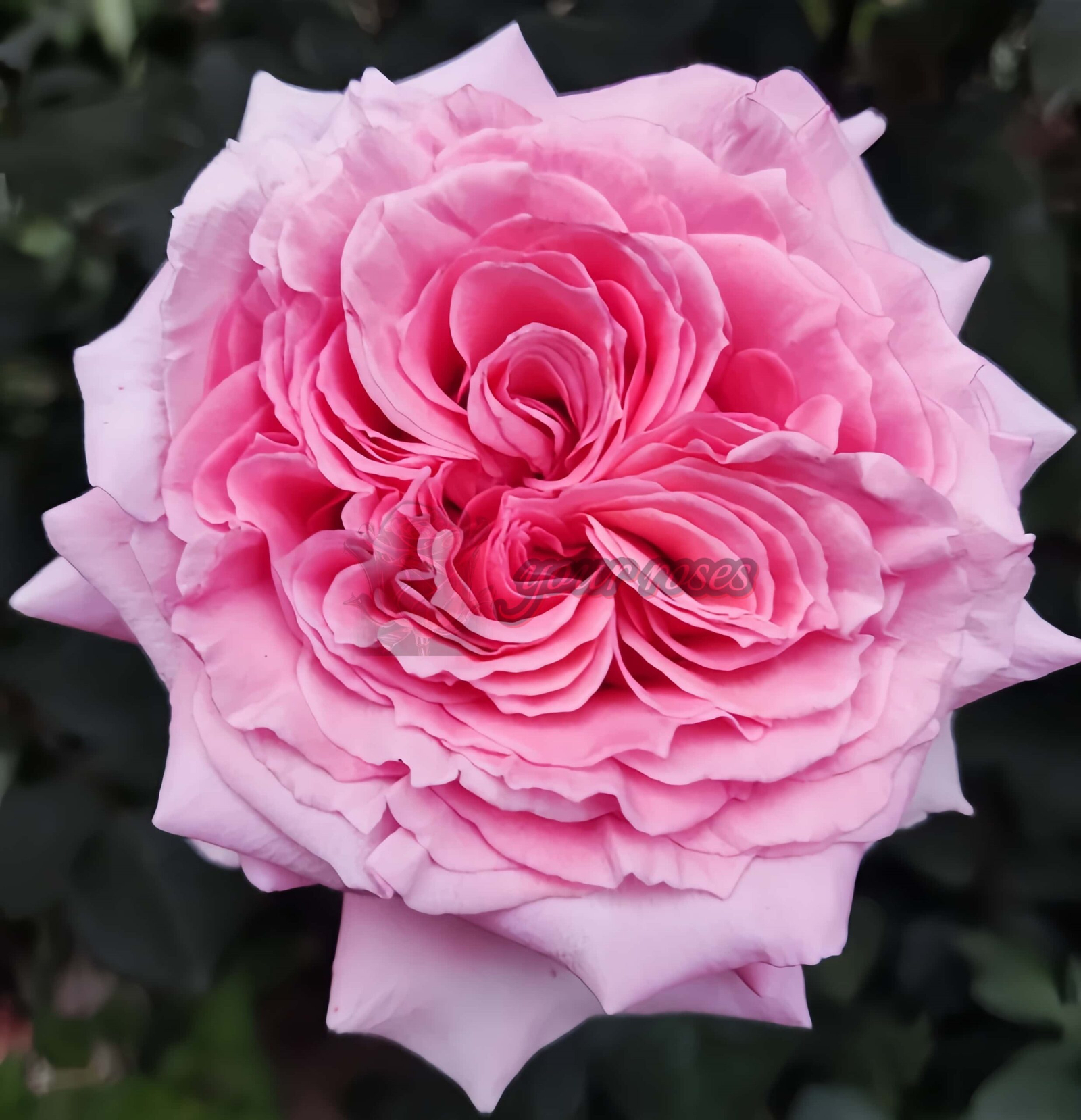 Laurent Cabrol Rose丨Your roses