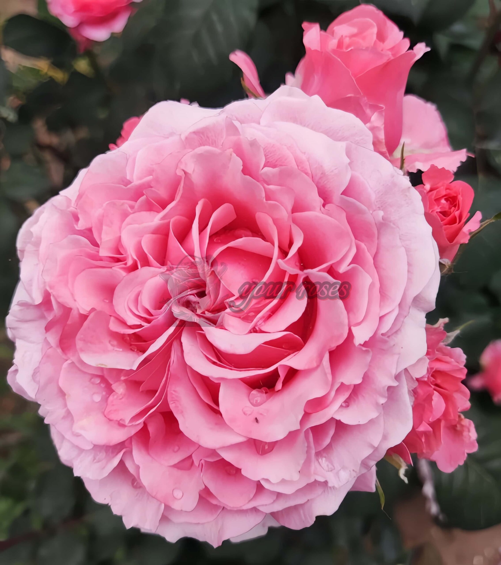 Laurent Cabrol Rose for sale 丨Your roses