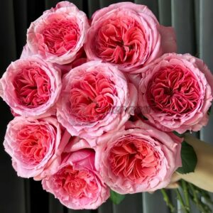 Laurent Cabrol Rose丨Your roses