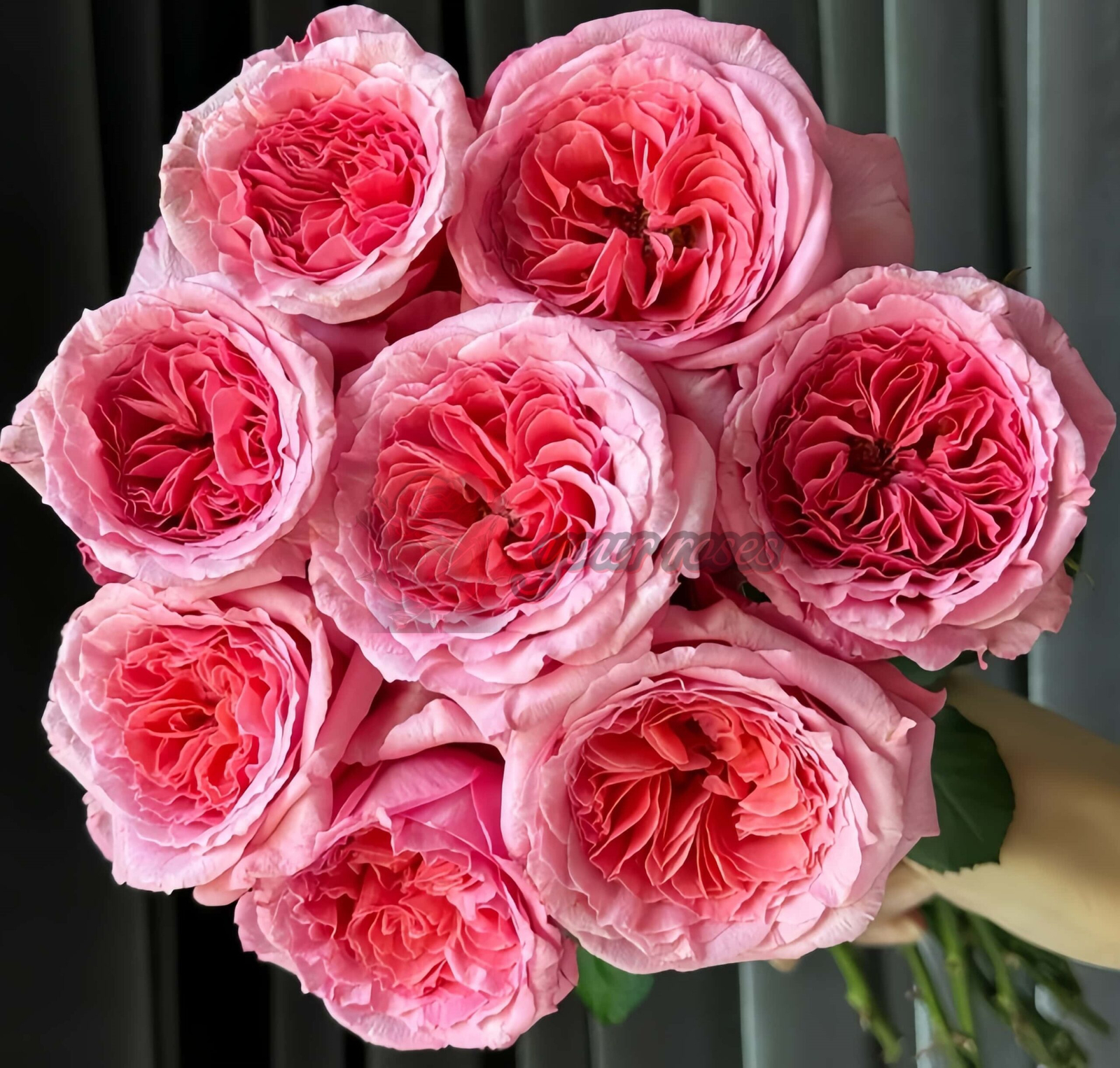 Laurent Cabrol Rose丨Your roses