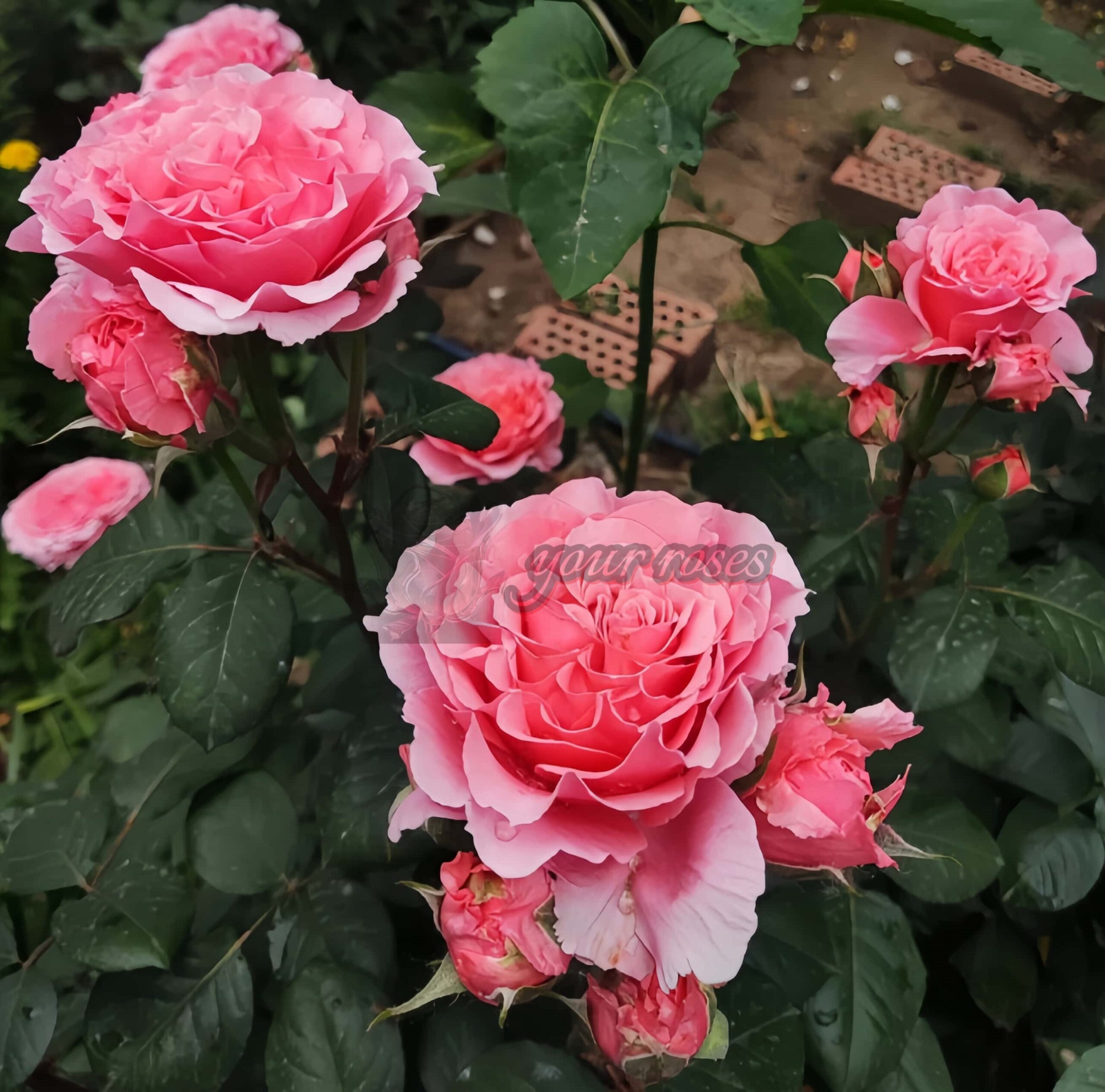 Laurent Cabrol Rose plant丨Your roses