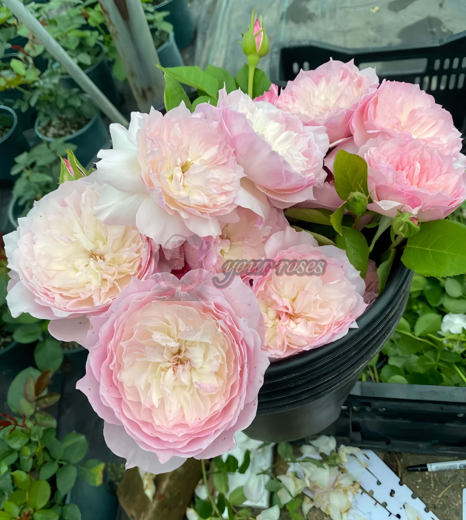 Le Rire Rose丨Your roses