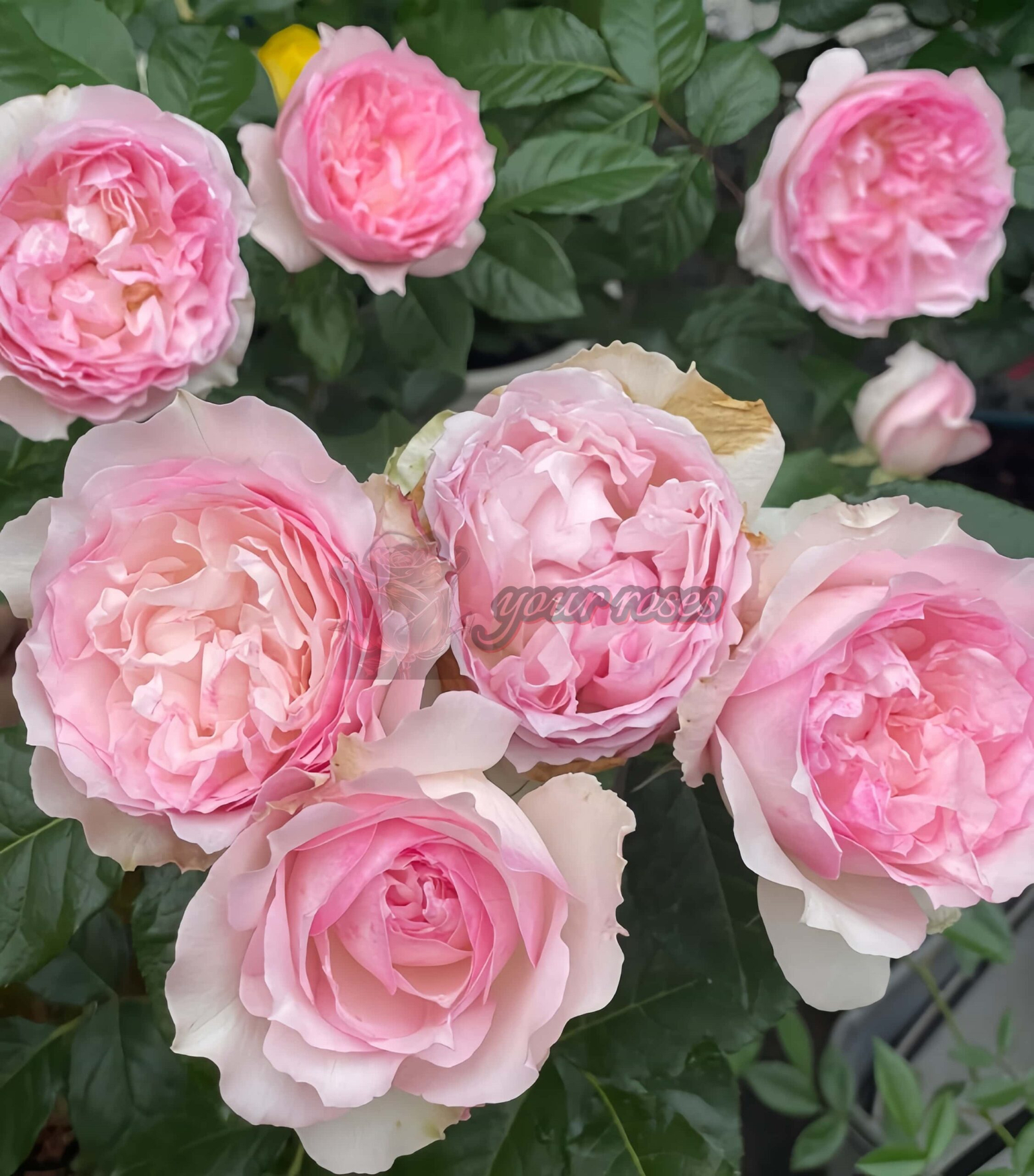 Le Rire Rose plant丨Your roses