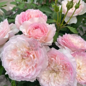 Le Rire Rose丨Your roses