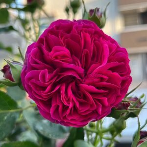 Lewis Carroll Rose for sale丨Your roses