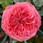 Life Rose丨Your roses