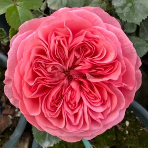 Life Rose丨Your roses