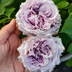 Lilienthal Rose plant丨Your roses