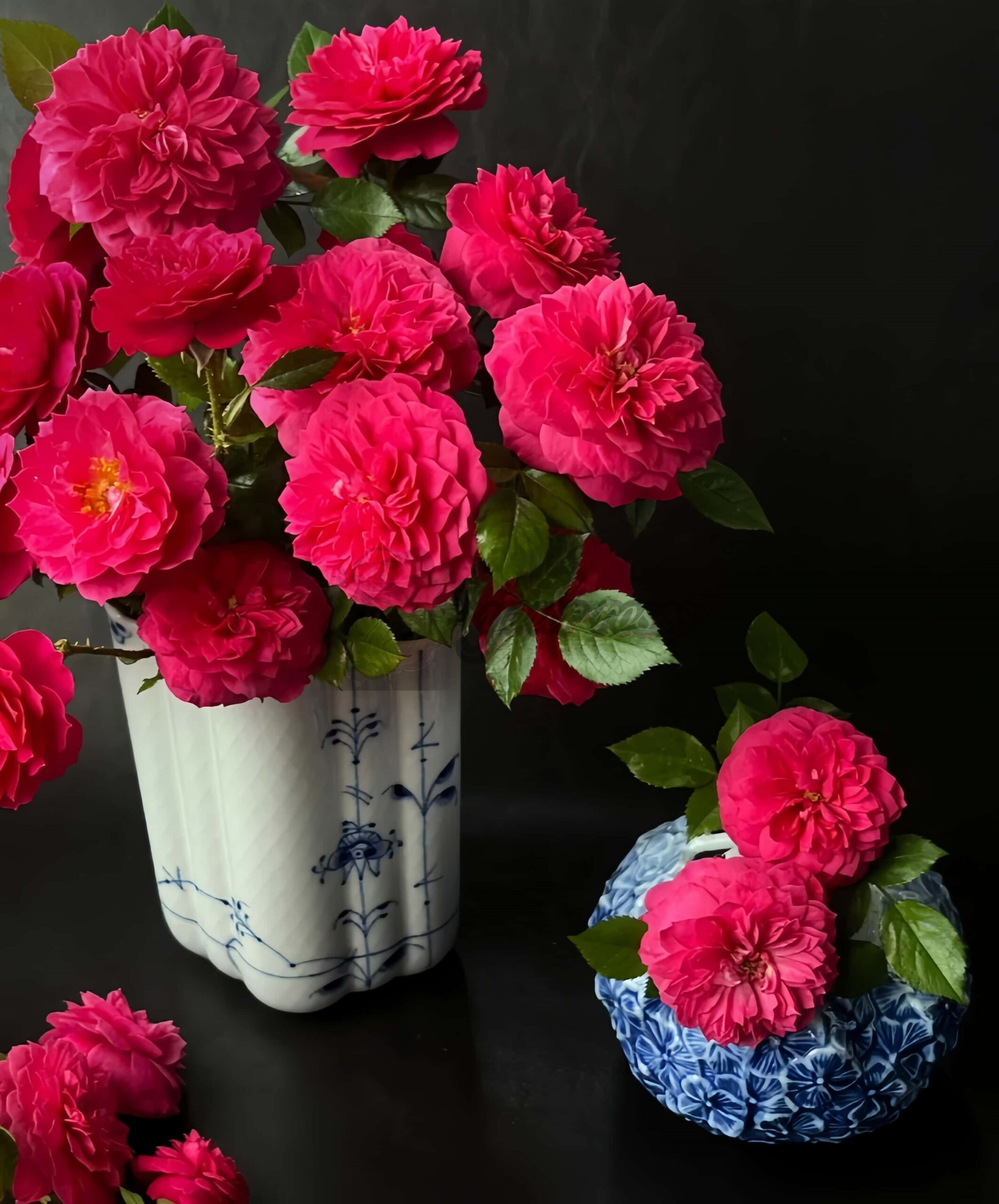 Liuhua qiuwu Rose丨Your roses