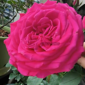 Lolita Lempicka Rose plant丨Your roses