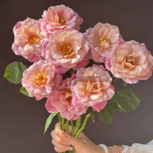 Louvre Rose plant丨Your roses