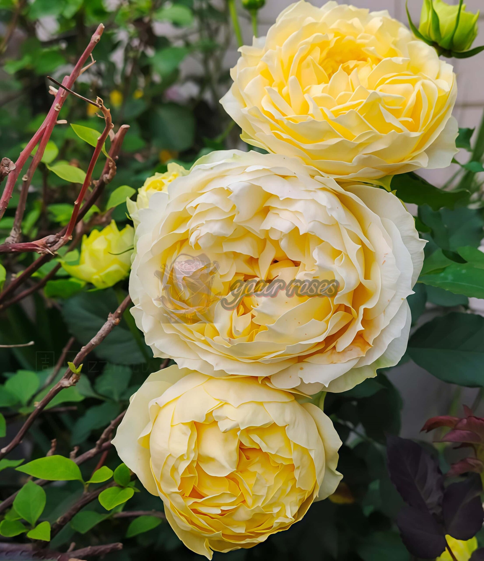 Lüfu Meiren Rose丨Your roses