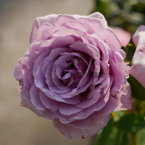 Luxury Nove Rose plant丨Your roses
