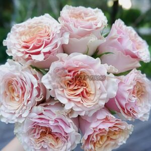 Mabella Rose plant丨Your roses
