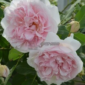 Made in heaven Rose plant丨Your roses