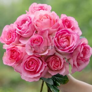 Manqian Rose for sale丨Your roses