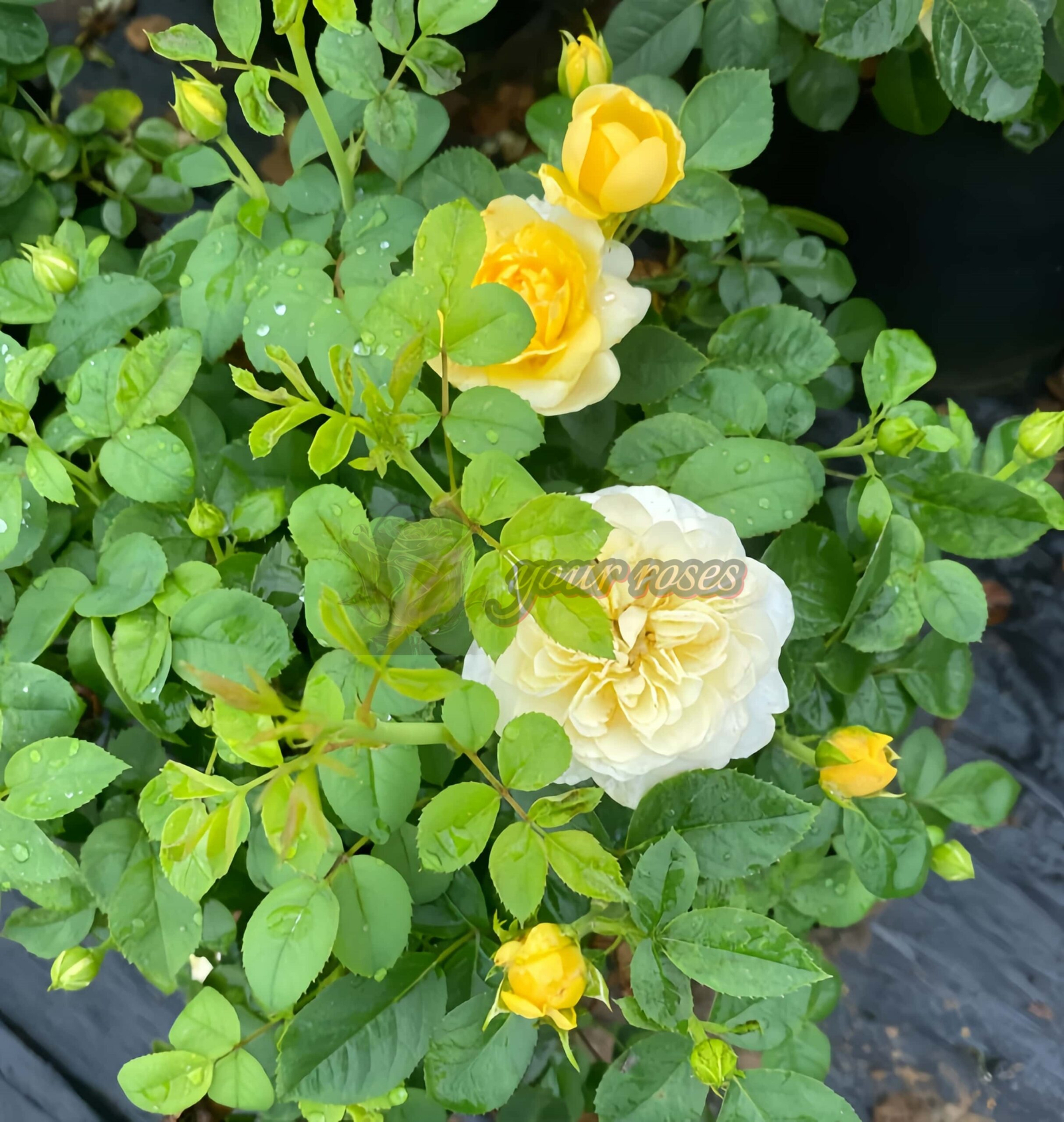 Mars King Terrazza Rose丨Your roses