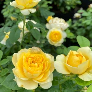 Mars King Terrazza Rose for sale丨Your roses