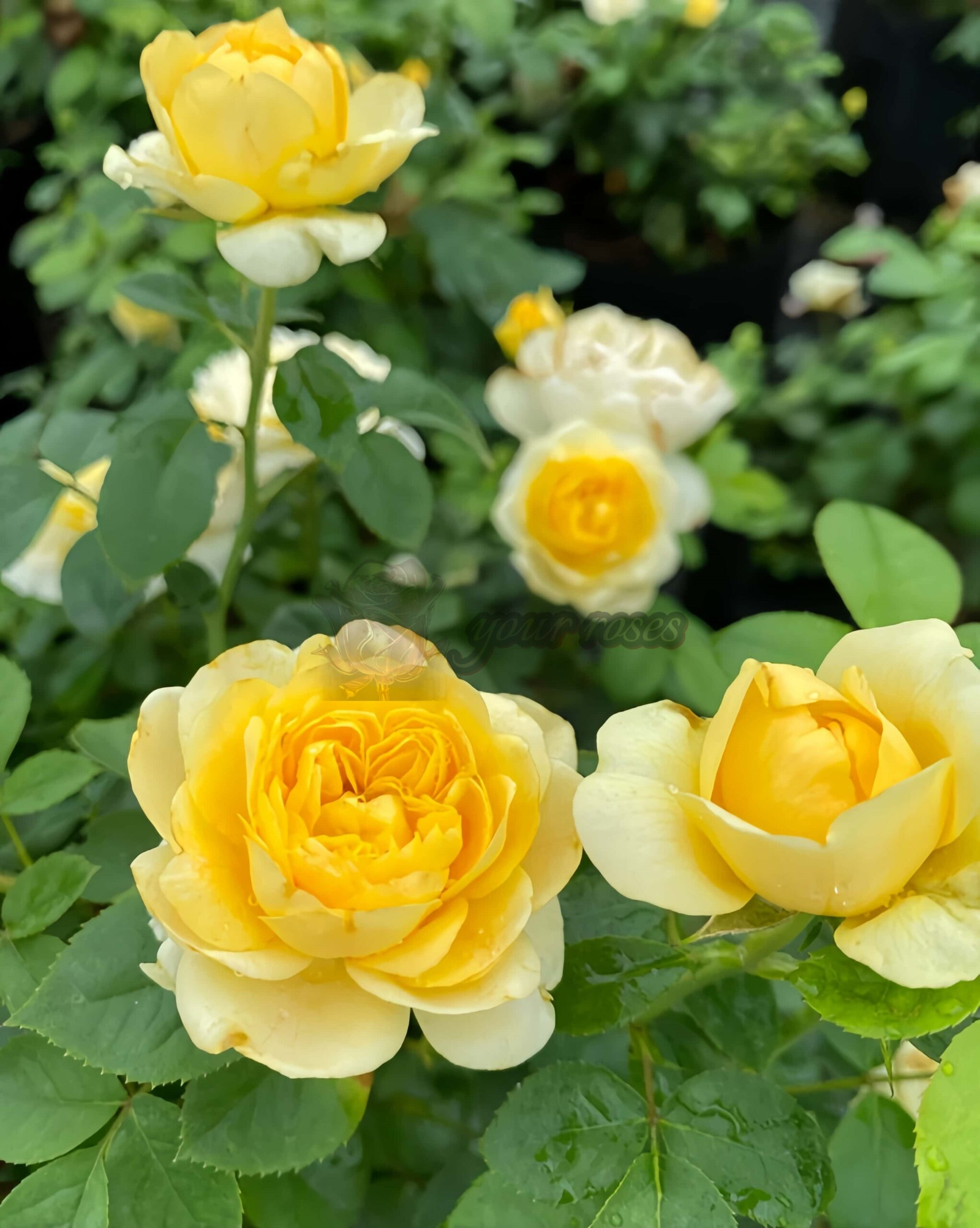 Mars King Terrazza Rose for sale丨Your roses