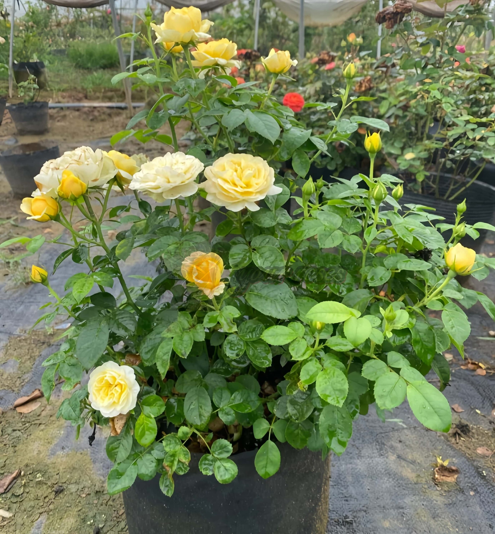 Mars King Terrazza Rose plant丨Your roses
