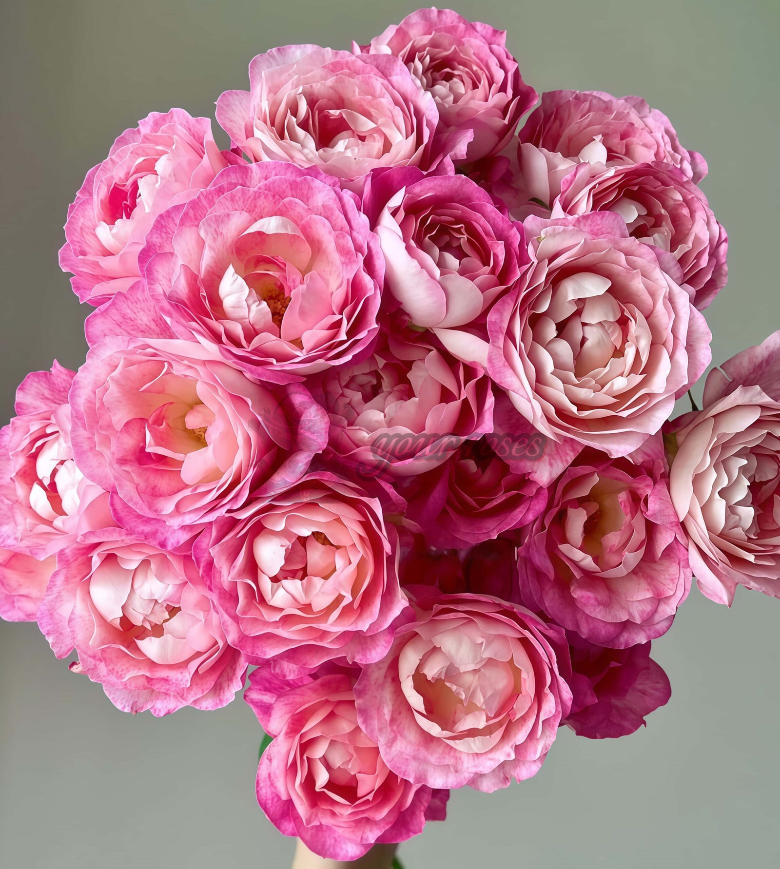 Meirenzui Rose丨Your roses