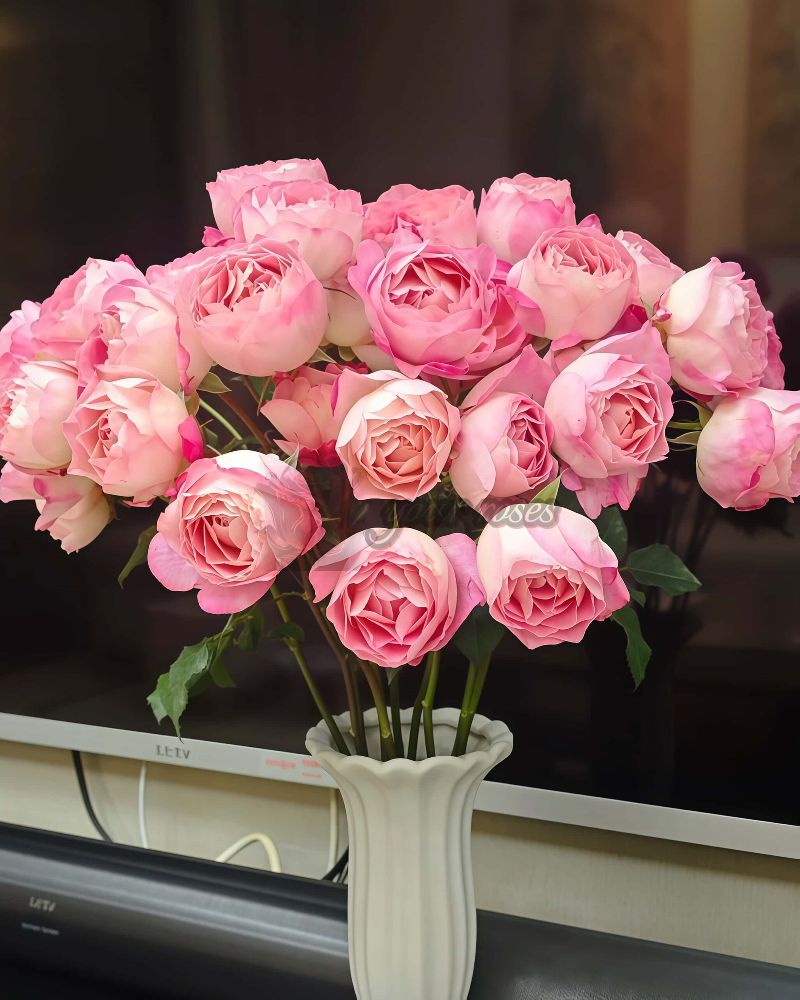 Meirenzui Rose plant丨Your roses