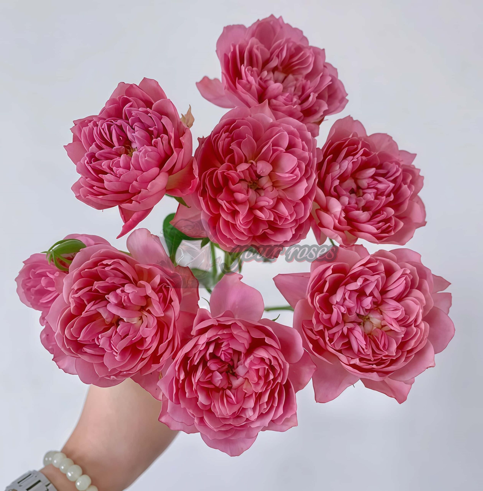 Nagi Rose丨Your roses