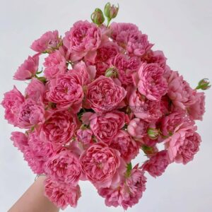 Nagi Rose for sale丨Your roses