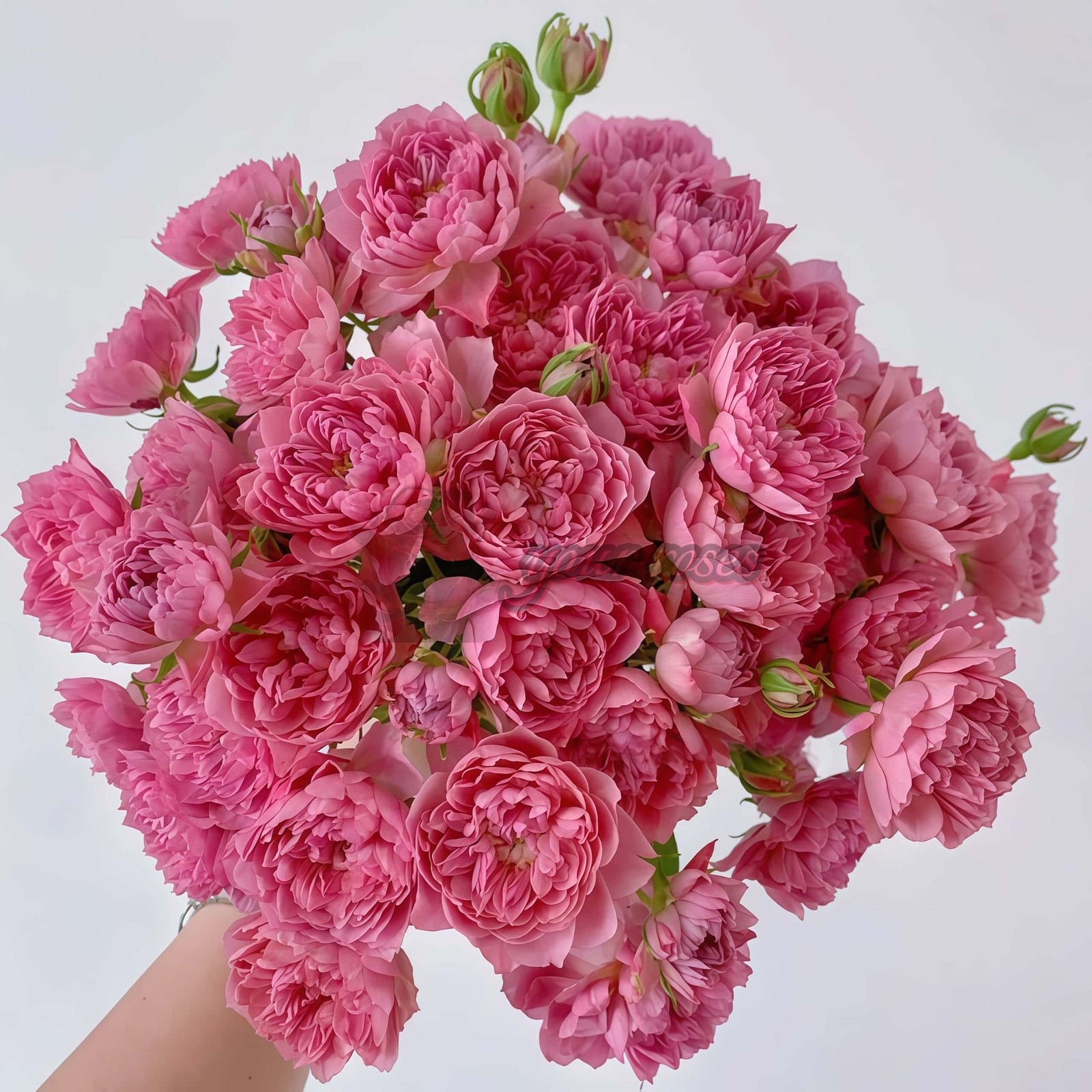 Nagi Rose for sale丨Your roses