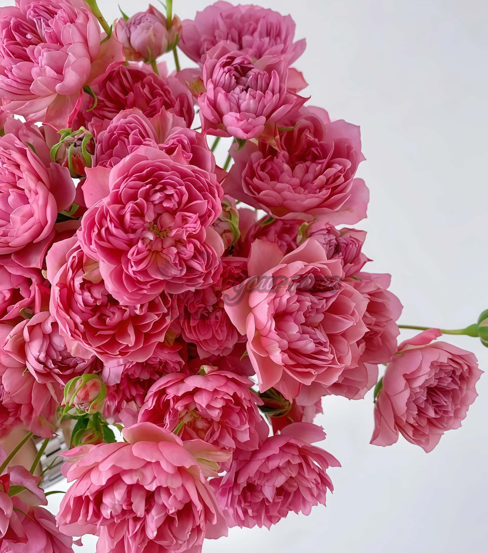 Nagi Rose丨Your roses