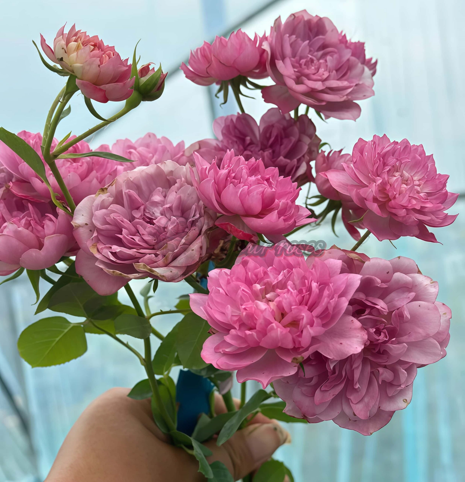 Nagi Rose plant丨Your roses