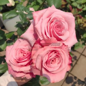 Ocean Breeze Rose plant丨Your roses