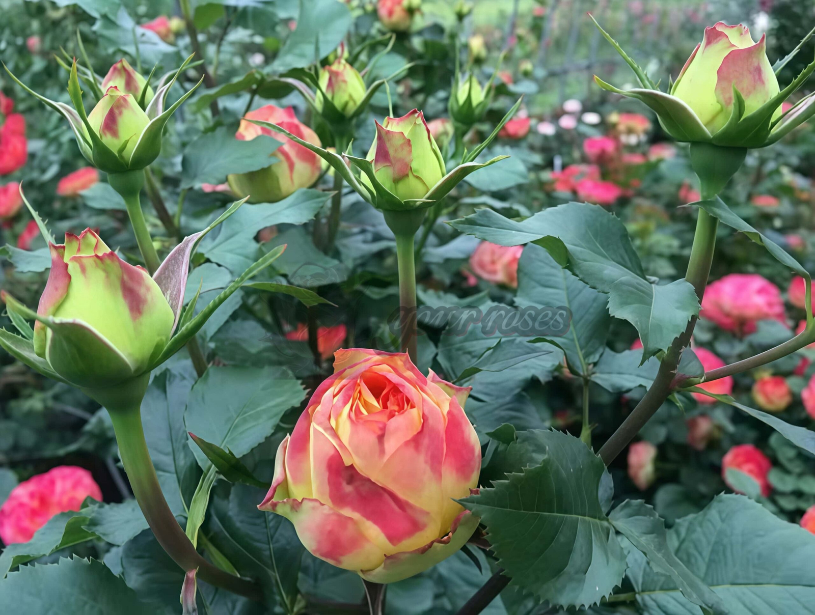 Orange Pompon Freelander Rose丨Your roses