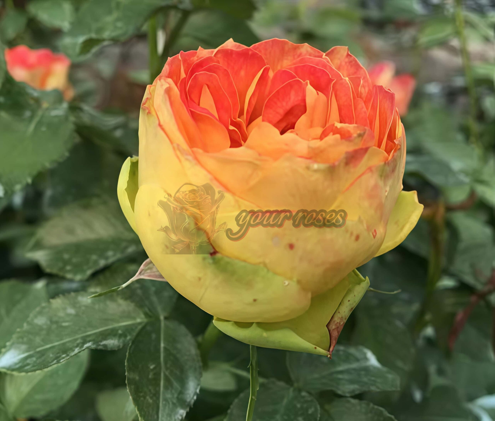 Orange Pompon Freelander Rose plant丨Your roses