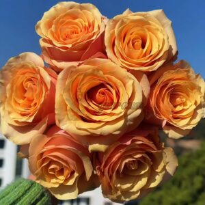 Peach Love Rose丨Your roses