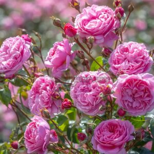 Penelope Lively Rose丨Your roses