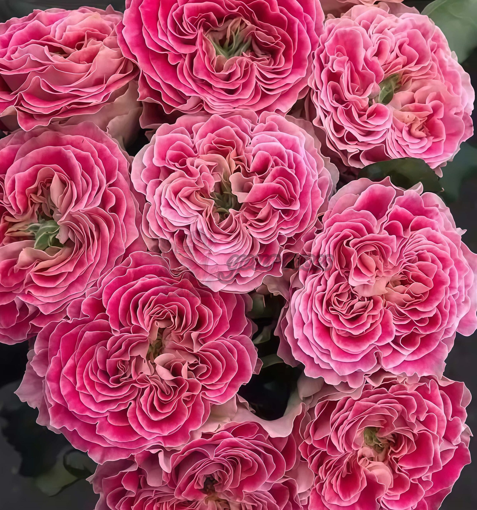 Piccadilly Circus Rose for sale丨Your roses