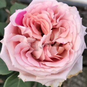 Pink Bernadette Lafont Rose丨Your roses