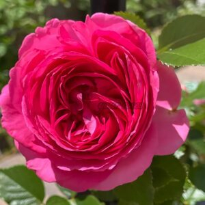 Pink Eden Rose丨Your roses