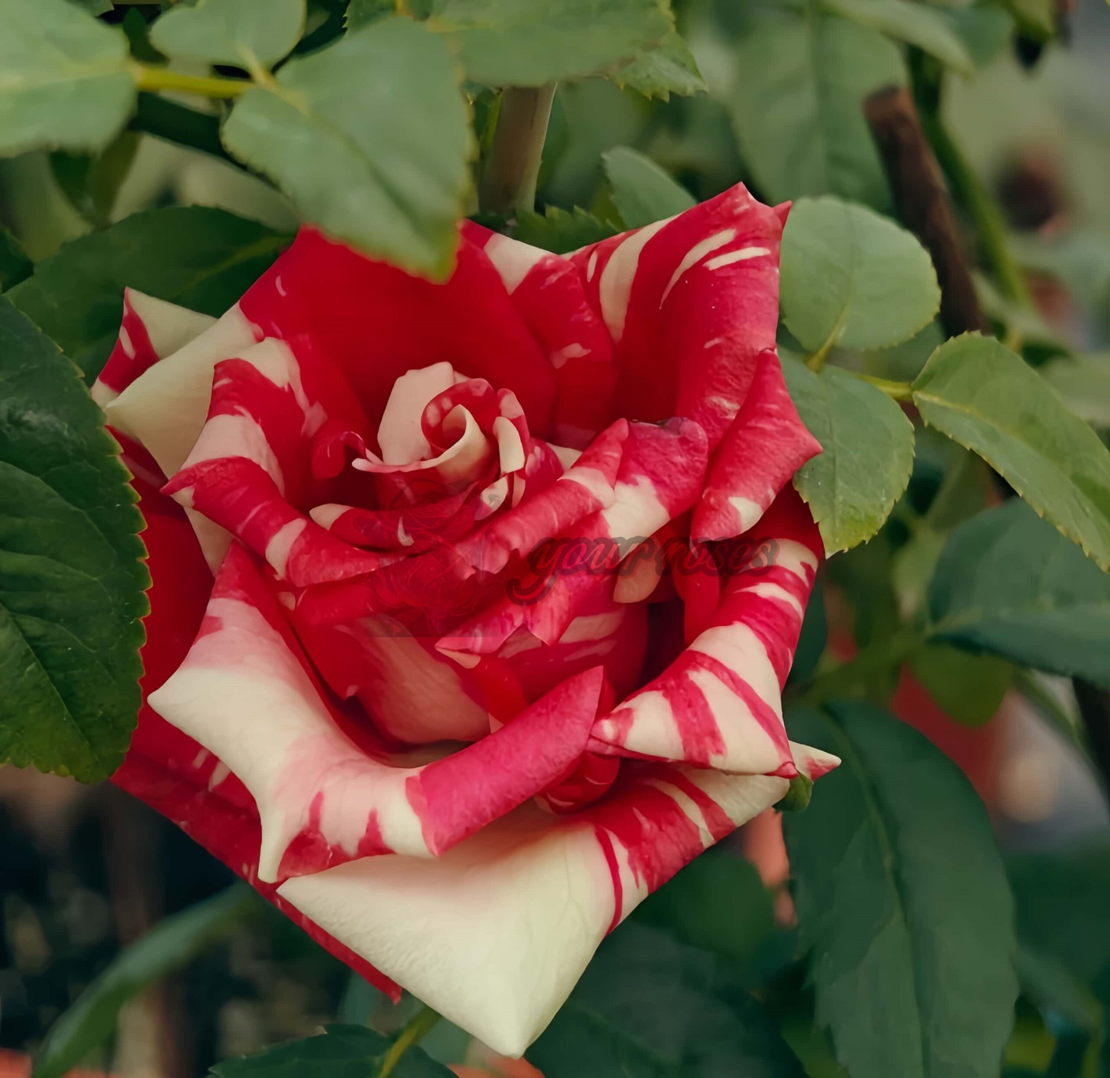 Pink Puma Rose丨Your roses