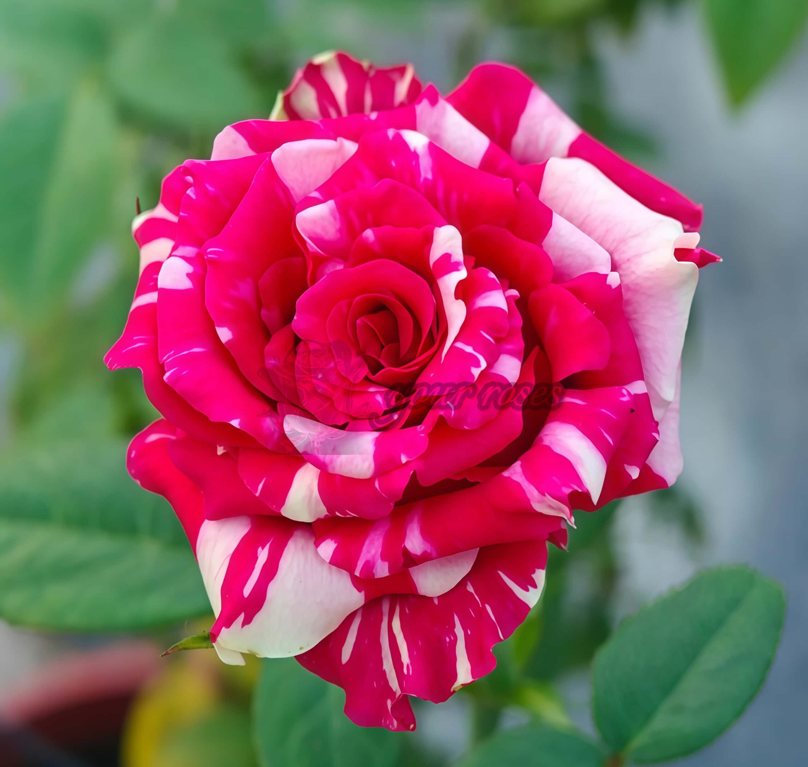 Pink Puma Rose for sale丨Your roses