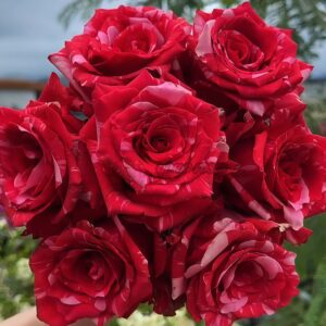 Pink Puma Rose丨Your roses