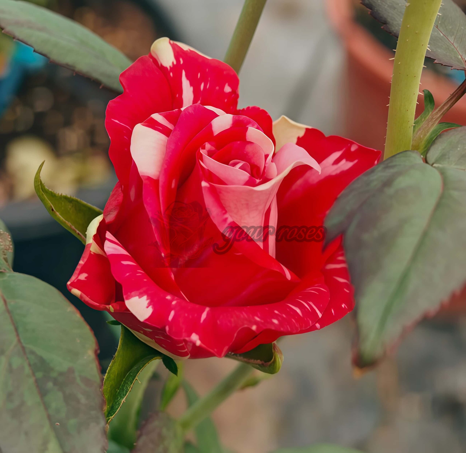 Pink Puma Rose plant丨Your roses
