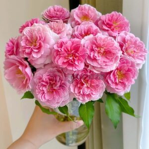 Pixie Rose plant丨Your roses