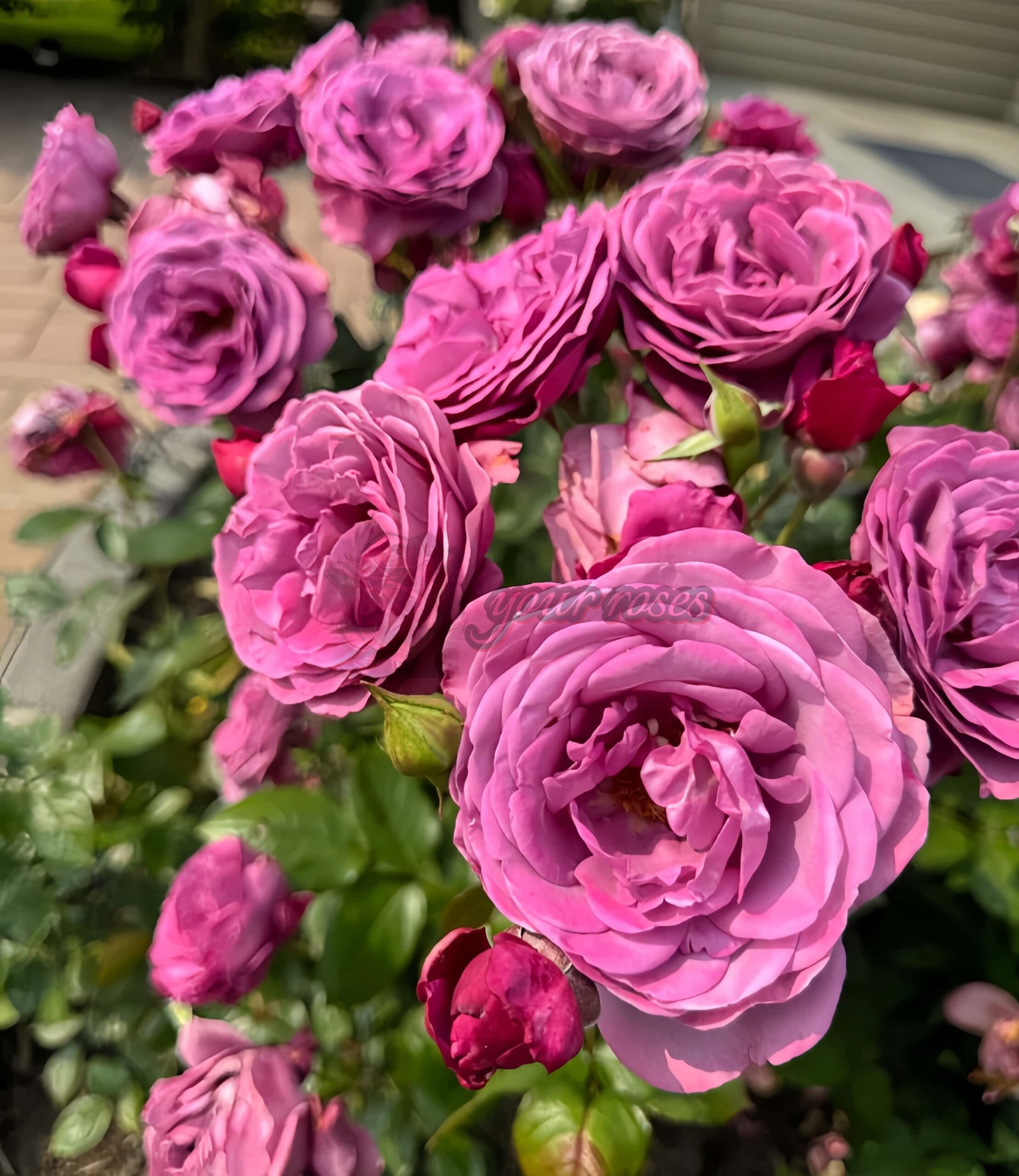 Plum Perfect Rose for sale丨Your roses